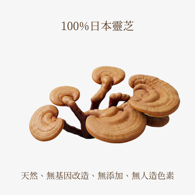 日本靈芝茶 (225克/45茶包 大裝)
