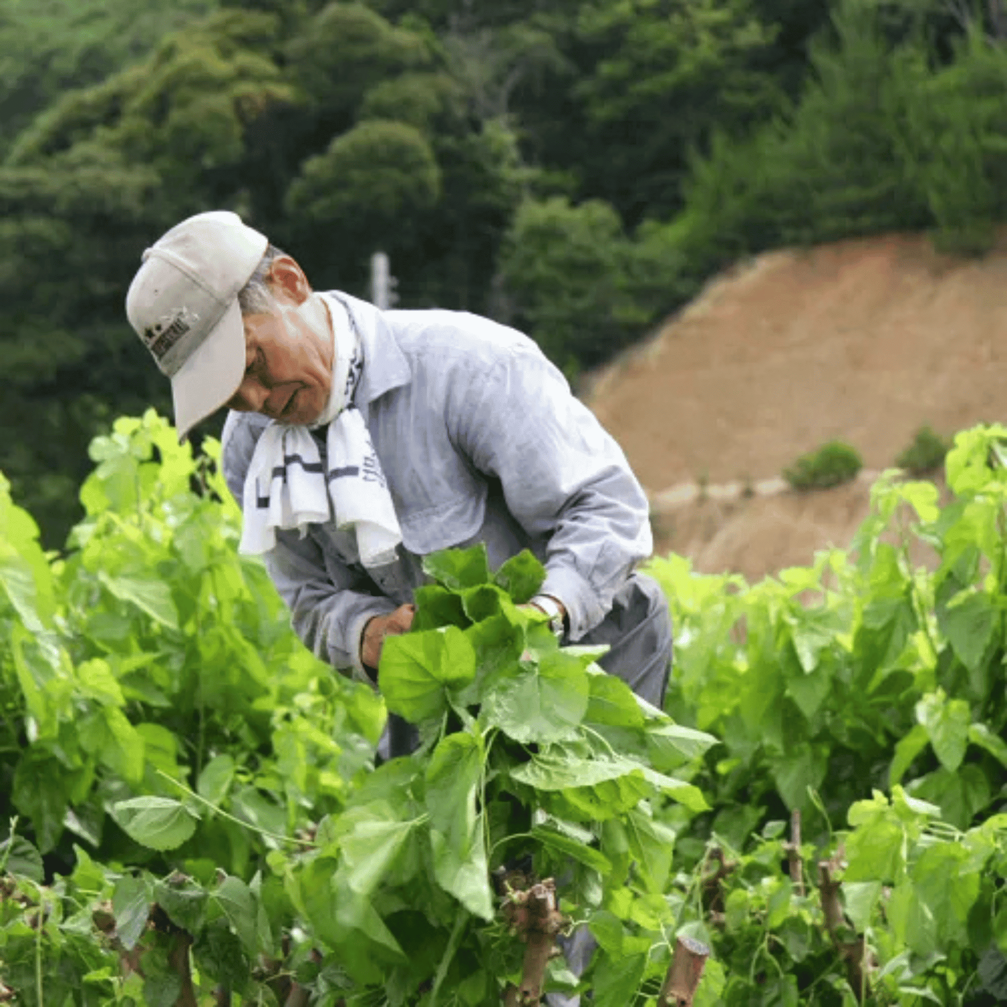 日本有機桑葉茶 (180克/45茶包 大裝)