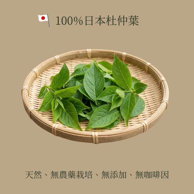嚴選日本杜仲茶 (120克/30茶包 大裝)