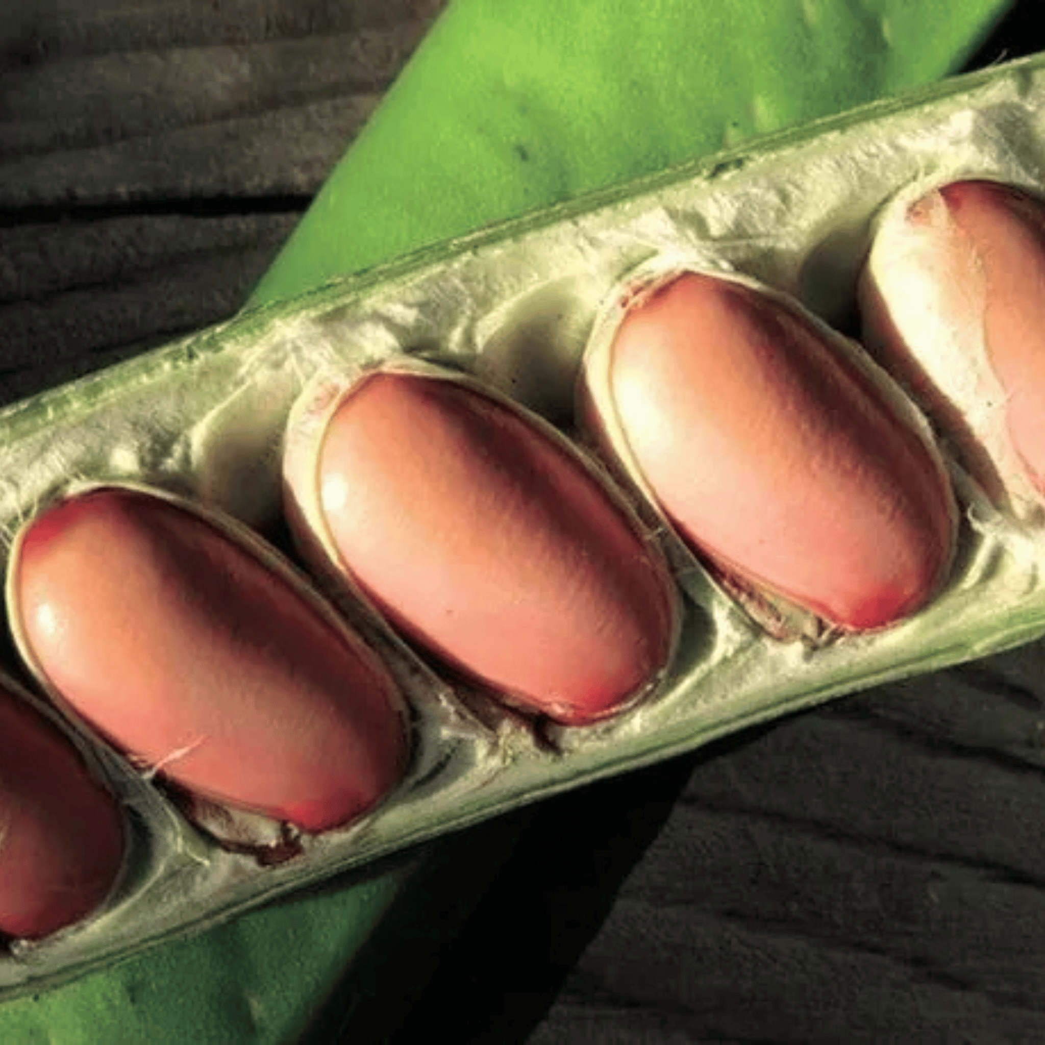 日本紅刀豆茶 (90克/30茶包 大裝)