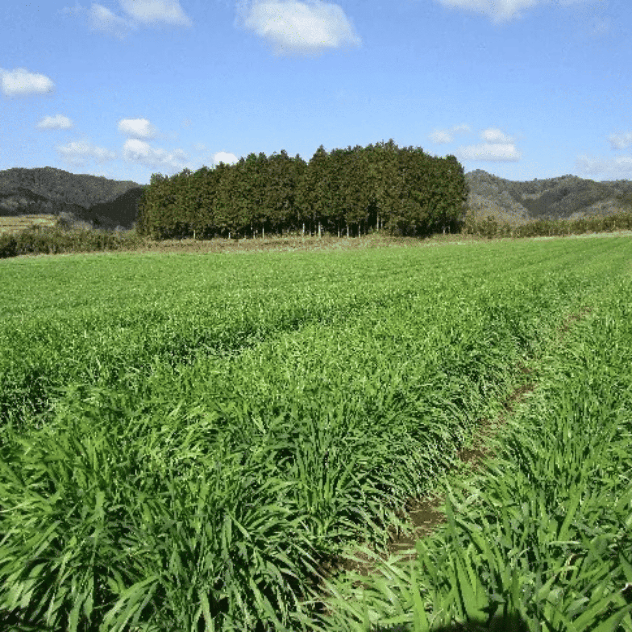 日本大麥若葉黑豆青汁 (135克/45條 大裝)