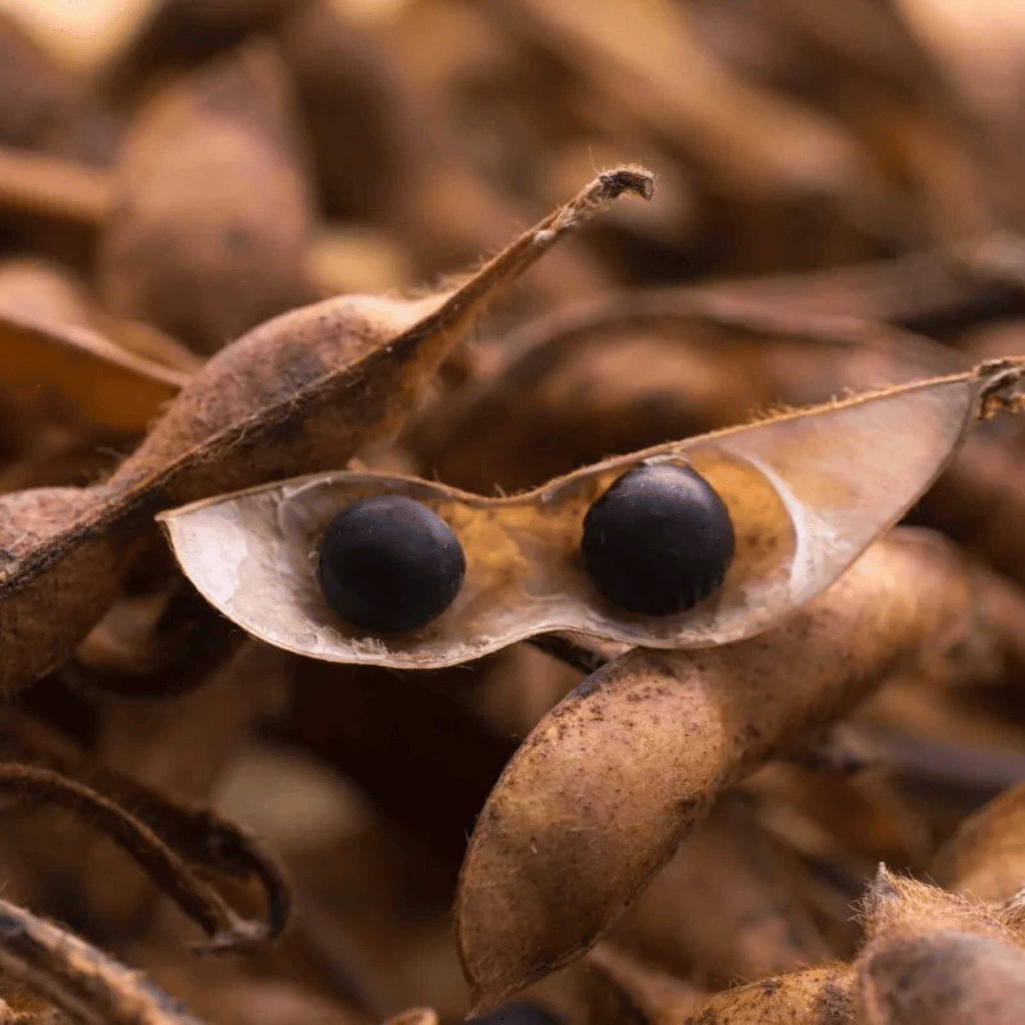 嚴選日本丹波黑豆茶 (100克/10茶包 細裝)