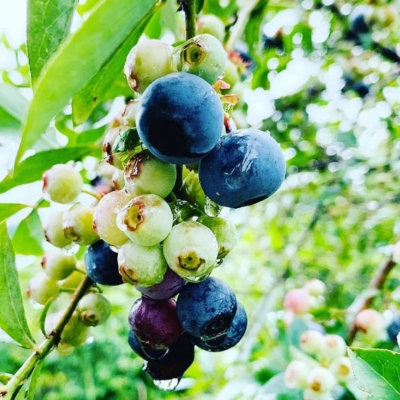 日本鹿兒島藍莓黑醋 (500毫升)