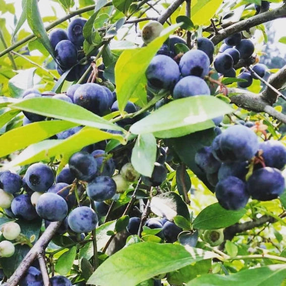 日本鹿兒島藍莓黑醋 (500毫升)