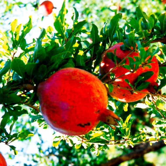 日本鹿兒島石榴黑醋 (185毫升)