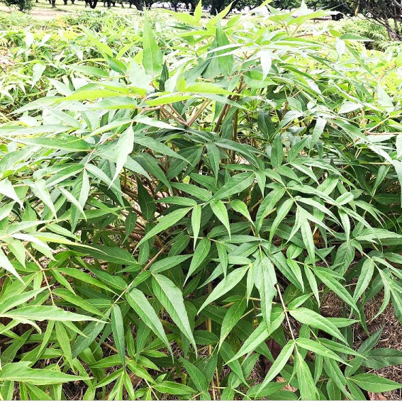 日本鹿兒島三莓黑醋 (500毫升)