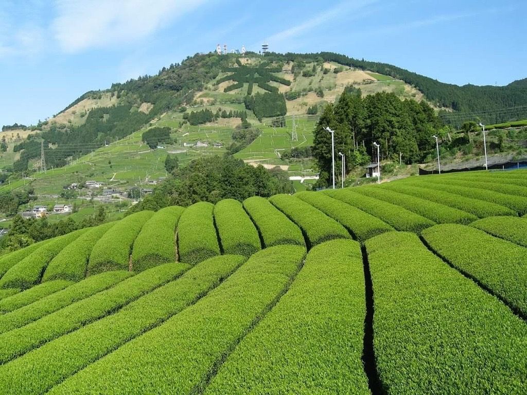 日本靜岡縣粉末抹茶 (50克)
